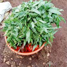 Irengarenga(umufungo)